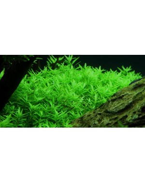 Rotala Green